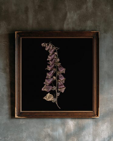 Dried Foxglove print from the Duskwood Fell shop