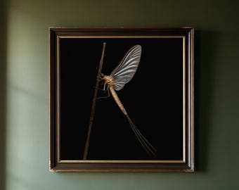 May include: A framed square wall art piece featuring a detailed illustration of a mayfly perched on a thin brown stem against a solid black background. The insect has translucent, veined wings and long, slender tail filaments in shades of tan.