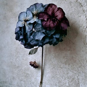 May include: A single dried hydrangea flower head with a long, thin stem. The petals display a muted color palette of deep indigo, slate blue, and dark burgundy. A small, withered flower bud is attached to the lower section of the slender brown stalk.