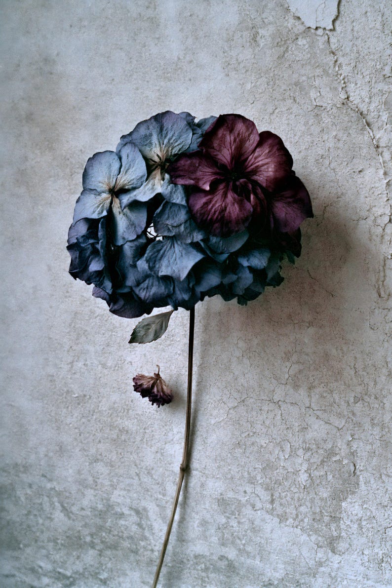 May include: A single dried hydrangea flower head with a long, thin stem. The petals display a muted color palette of deep indigo, slate blue, and dark burgundy. A small, withered flower bud is attached to the lower section of the slender brown stalk.