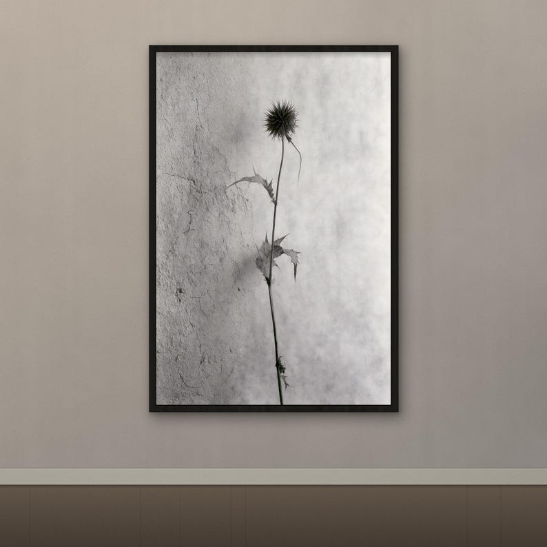 Puede incluir: Una impresi&oacute;n de arte mural enmarcada en blanco y negro que presenta una planta de cardo &uacute;nica y delgada con una cabeza de flor esf&eacute;rica y espinosa y hojas dentadas, centrada sobre un fondo gris claro texturizado en un marco oscuro.