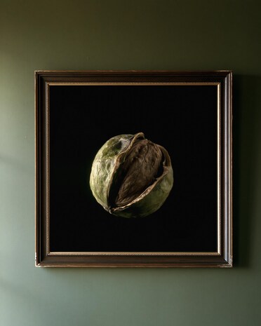 Black Walnut print from the Duskwood Fell shop