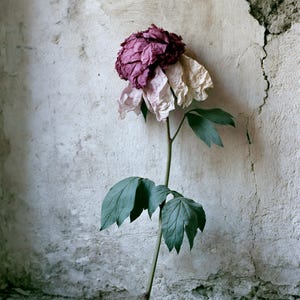 Peut inclure: Une fleur artificielle unique avec une grande fleur multicouche aux p&eacute;tales bordeaux profonds sur le dessus qui passent &agrave; des nuances blanc cass&eacute; &agrave; la base. La fleur poss&egrave;de une longue tige verte fine avec plusieurs feuilles vertes dentel&eacute;es.