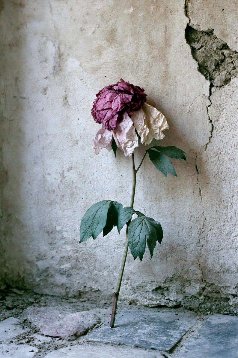 Peut inclure: Une fleur artificielle unique avec une grande fleur multicouche aux p&eacute;tales bordeaux profonds sur le dessus qui passent &agrave; des nuances blanc cass&eacute; &agrave; la base. La fleur poss&egrave;de une longue tige verte fine avec plusieurs feuilles vertes dentel&eacute;es.