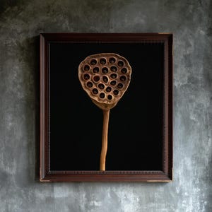 Lotus Seed Pod Print, Dried Botanical Art, Dark Academia Office Art, Copper Brown Printable image 1