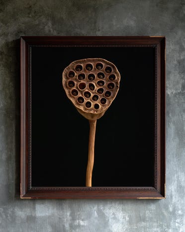 Lotus Seed Pod print from the Duskwood Fell shop