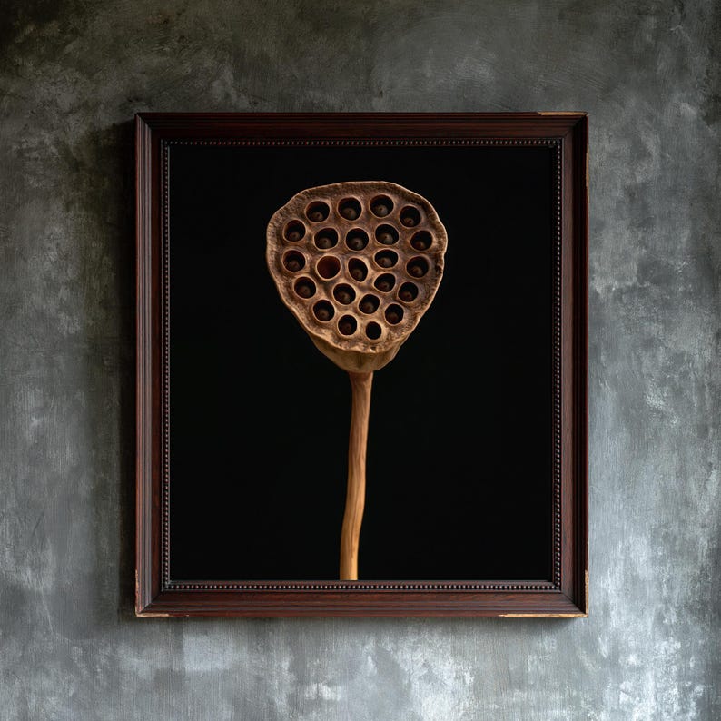 Lotus Seed Pod Print, Dried Botanical Art, Dark Academia Office Art, Copper Brown Printable image 1