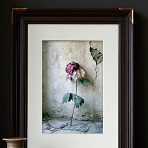 Peut inclure: Une impression encadr&eacute;e repr&eacute;sentant une fleur s&eacute;ch&eacute;e unique aux p&eacute;tales violet fonc&eacute; et rose p&acirc;le sur une fine tige verte avec des feuilles. La fleur est plac&eacute;e contre un mur blanc cass&eacute; textur&eacute; et fissur&eacute; et un sol en pierre, dans un cadre brun.