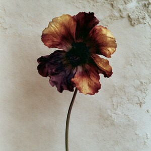 May include: A single flower with ruffled petals transitioning from deep burgundy and dark purple at the base to vibrant golden yellow and orange at the edges. The flower has a dark, textured center and sits atop a thin, smooth, light-colored stem.