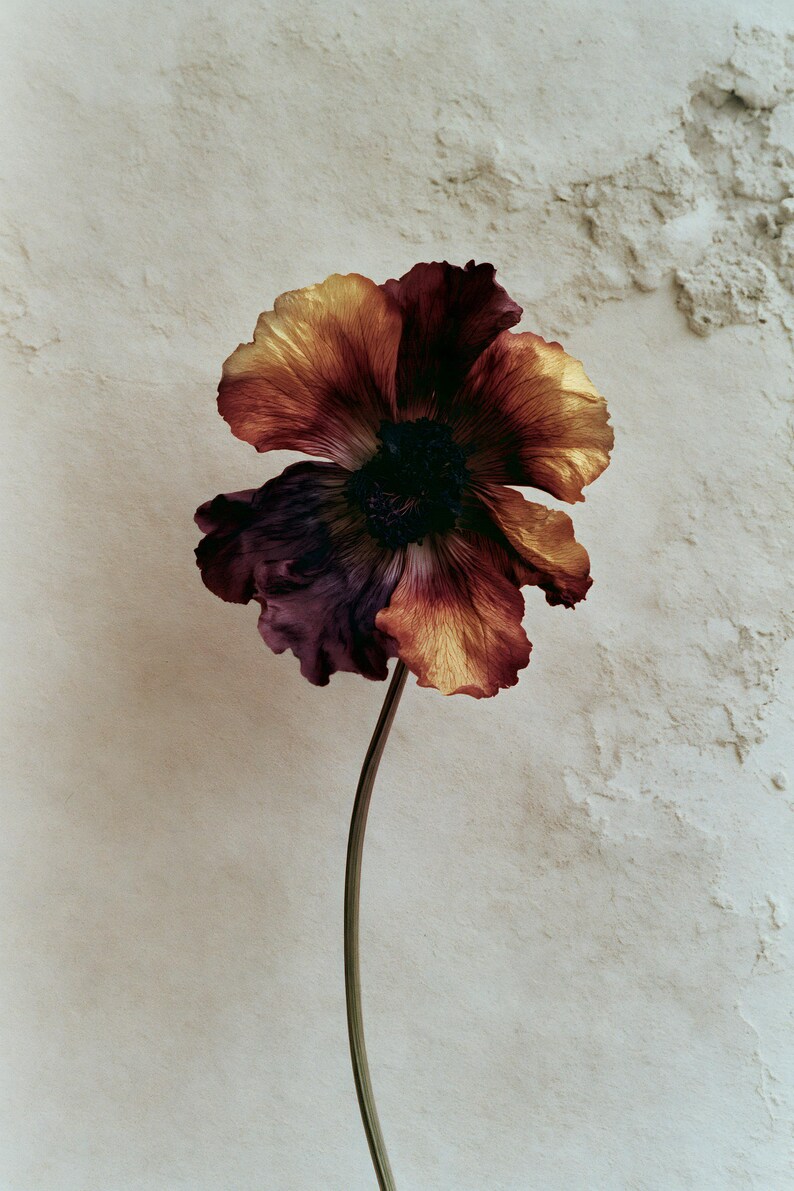 May include: A single flower with ruffled petals transitioning from deep burgundy and dark purple at the base to vibrant golden yellow and orange at the edges. The flower has a dark, textured center and sits atop a thin, smooth, light-colored stem.