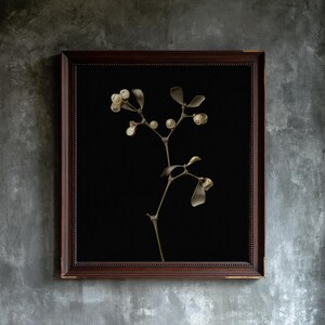 May include: A framed wall art piece featuring a botanical illustration of a sprig with pale, round berries and muted green leaves set against a solid black background, enclosed within a dark brown wooden frame with a beaded inner edge detail.
