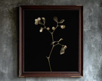 May include: A framed wall art piece featuring a botanical illustration of a sprig with pale, round berries and muted green leaves set against a solid black background, enclosed within a dark brown wooden frame with a beaded inner edge detail.