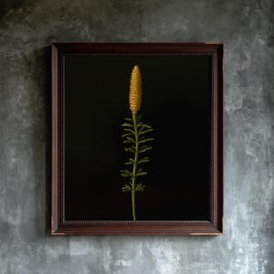 May include: A square framed wall art piece featuring a single yellow flower with a textured, cylindrical head and thin, serrated green leaves on a solid black background, enclosed in a dark brown wooden frame with a beaded inner edge detail.