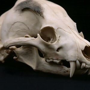 Animal Skull Print, Dark Academia Gothic Decor (Digital Download) image 5