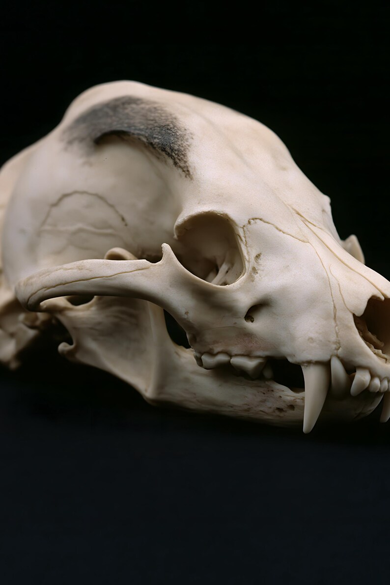 Animal Skull Print, Dark Academia Gothic Decor (Digital Download) image 5