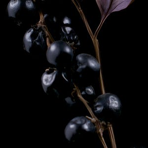 Belladonna Poison Garden Kunstdruck, Dark Academia Wandbild, Dekoration für ein gotisches Kuriositätenkabinett, Digitaler Download Bild 4