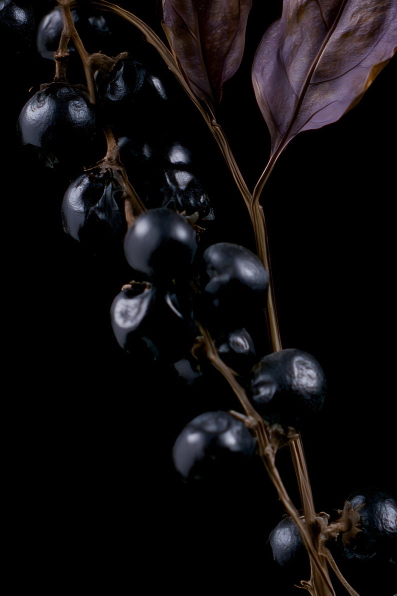 Belladonna Poison Garden Kunstdruck, Dark Academia Wandbild, Dekoration für ein gotisches Kuriositätenkabinett, Digitaler Download Bild 4