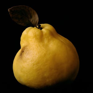 Golden Quince Print, Fruit Still Life Art, Dark Cottagecore Kitchen Art, Mustard Yellow Printable image 10