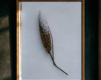 May include: A framed wall art piece featuring a single dried botanical specimen centered on a light gray background. The plant has a brown, textured, elongated seed head with a white, frosted-like tip. The frame is made of medium-toned wood.