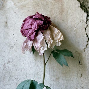 Peut inclure: Une fleur artificielle unique avec une grande fleur multicouche pr&eacute;sentant des p&eacute;tales magenta fonc&eacute; au sommet qui passent &agrave; des p&eacute;tales cr&egrave;me p&acirc;le &agrave; la base. La fleur poss&egrave;de une fine tige verte et plusieurs feuilles vert fonc&eacute;.