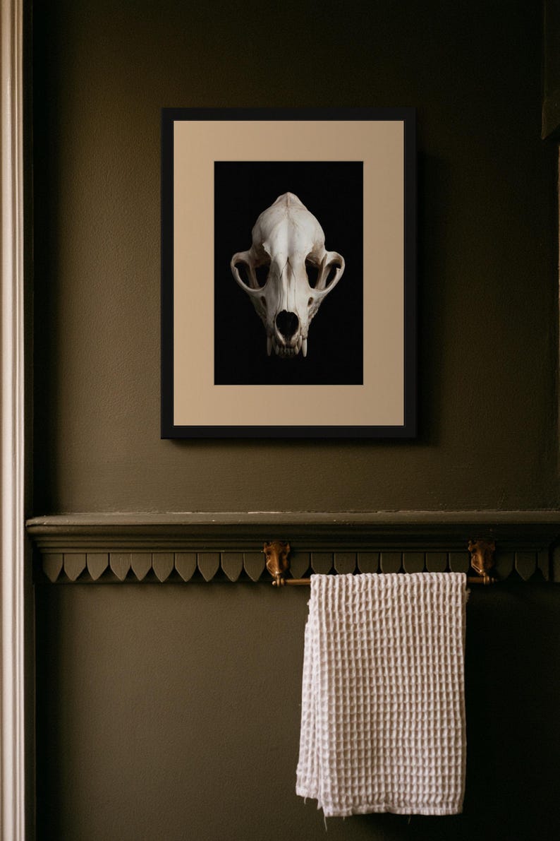 Lámina con calavera de zorro, arte gótico de gabinete de curiosidades, decoración Dark Academia (descarga digital) imagen 6