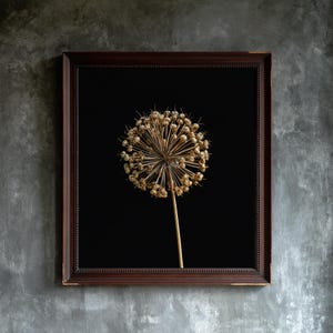 Allium Seed Head Herbarium Print, Gothic Cabinet of Curiosities Wall Art (Digital Download) image 1