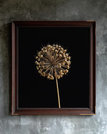 Allium Seed Head print from the Duskwood Fell shop
