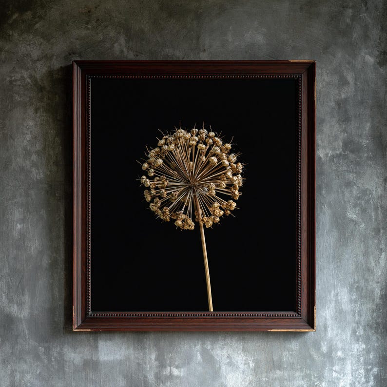 Allium Seed Head Herbarium Print, Gothic Cabinet of Curiosities Wall Art (Digital Download) image 1