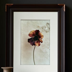 May include: A framed wall art piece featuring a single poppy flower with deep burgundy, orange, and yellow petals. The artwork is encased in a dark brown wooden frame with copper-toned corner accents and a wide white mat board border.