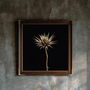 May include: A square wall art piece featuring a single dried, spiky thistle flower with a pale beige stem and head, centered against a solid black background. The artwork is enclosed in a dark brown wooden frame with a thin, ornate inner border.