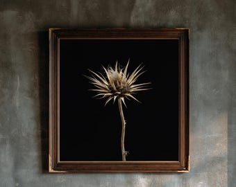 Könnte beinhalten: Ein quadratisches Wandbild mit einer einzelnen getrockneten, stacheligen Distelblüte mit beigefarbenem Stiel und Kopf, zentriert vor einem einfarbigen schwarzen Hintergrund. Das Kunstwerk ist in einem dunkelbraunen Holzrahmen mit einem schmalen, verzierten Innenrand gefasst.