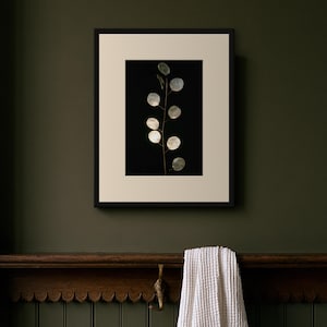 Lunaria Herbarium Print, Dark Academia Wall Art, Gothic Decor (Digital Download) image 3