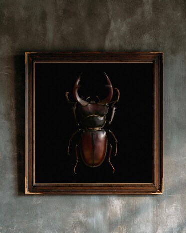 Stag Beetle print from the Duskwood Fell shop