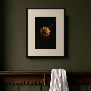 Datura Seed Pod Poison Garden Print, Dark Academia Gothic Wall Art (Digital Download) image 8