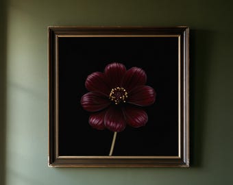 May include: A square framed wall art piece featuring a deep dark red cosmos flower with a golden yellow center against a solid black background. The frame is dark brown with a thin gold inner border, showcasing the flower's petals in detail.