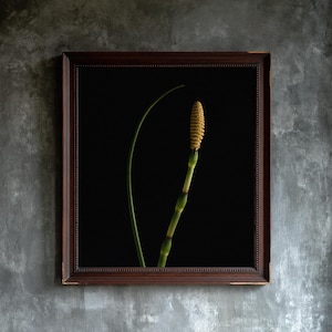 May include: A framed botanical print featuring a single green horsetail plant stem with a textured yellow cone at the top and a slender, curved green leaf beside it, set against a solid black background within a dark brown wooden frame.