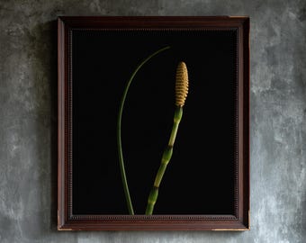 May include: A framed botanical print featuring a single green horsetail plant stem with a textured yellow cone at the top and a slender, curved green leaf beside it, set against a solid black background within a dark brown wooden frame.