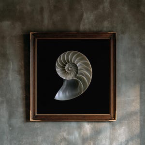 Lámina con sección transversal de concha de nautilo, arte mural de estilo Dark Academia, decoración gótica para armarios (descarga digital) imagen 1