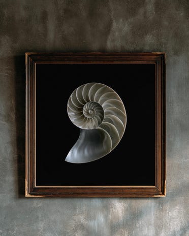 Nautilus Shell Cut Section print from the Duskwood Fell shop