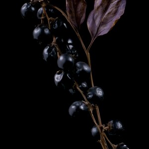 Belladonna Poison Garden Kunstdruck, Dark Academia Wandbild, Dekoration für ein gotisches Kuriositätenkabinett, Digitaler Download Bild 10