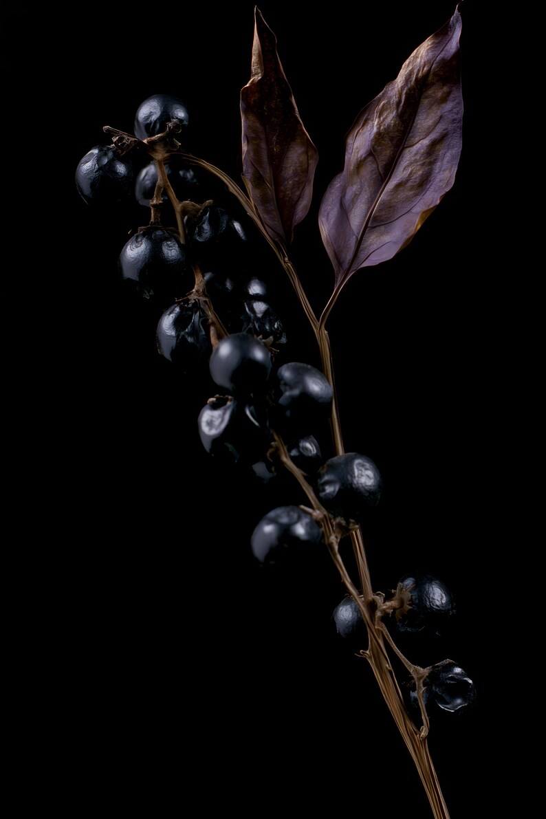 Belladonna Poison Garden Kunstdruck, Dark Academia Wandbild, Dekoration für ein gotisches Kuriositätenkabinett, Digitaler Download Bild 10