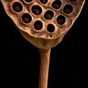 Lotus Seed Pod Print, Dried Botanical Art, Dark Academia Office Art, Copper Brown Printable image 4