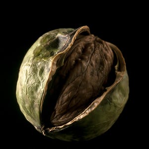 Black Walnut Print, Split Husk Art, Dark Academia Study Art, Olive and Brown Printable image 10