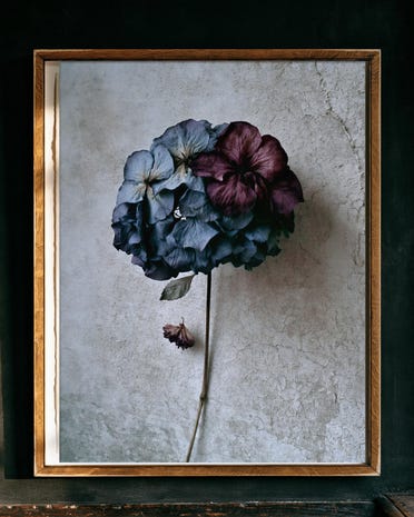 Blue-Mauve Hydrangea print from the Duskwood Fell shop
