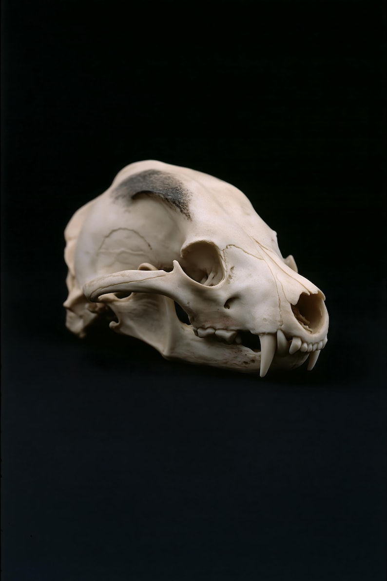 Animal Skull Print, Dark Academia Gothic Decor (Digital Download) image 2