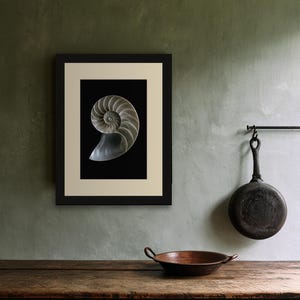 Lámina con sección transversal de concha de nautilo, arte mural de estilo Dark Academia, decoración gótica para armarios (descarga digital) imagen 7