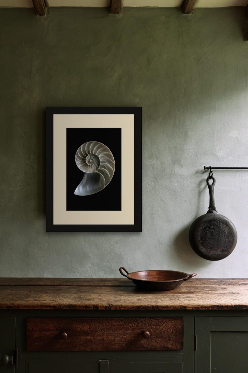 Lámina con sección transversal de concha de nautilo, arte mural de estilo Dark Academia, decoración gótica para armarios (descarga digital) imagen 7