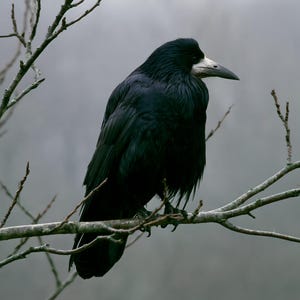 Rook on Ash Branch Print, Gothic Cottagecore Bird Art (Digital Download) image 10