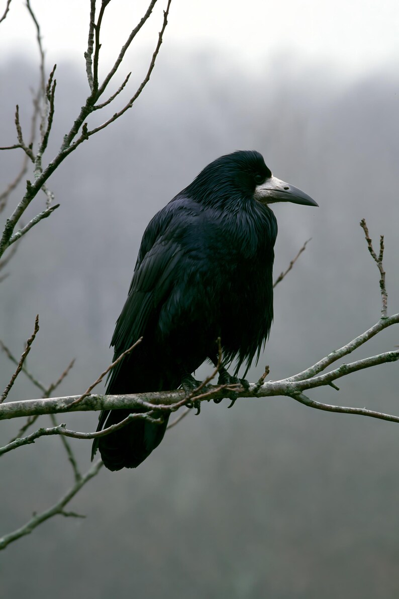Rook on Ash Branch Print, Gothic Cottagecore Bird Art (Digital Download) image 10