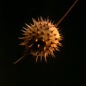 Datura Seed Pod Poison Garden Print, Dark Academia Gothic Wall Art (Digital Download) image 10